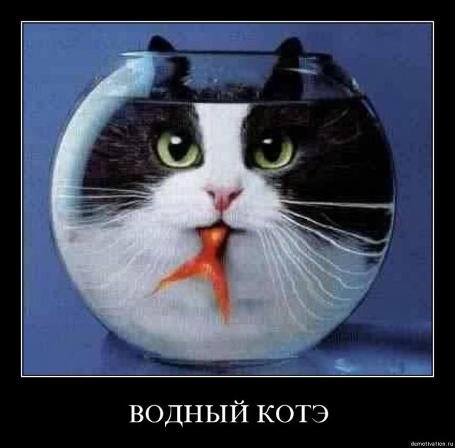 Кошка хочет загадать три желания