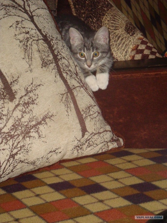 Котовторник. А как же?!