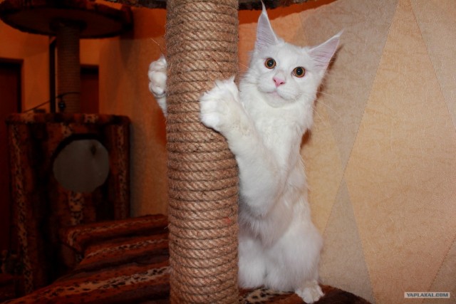 Котовторник на середину июня