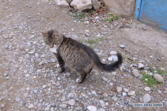 Котовторник 1.11.11
