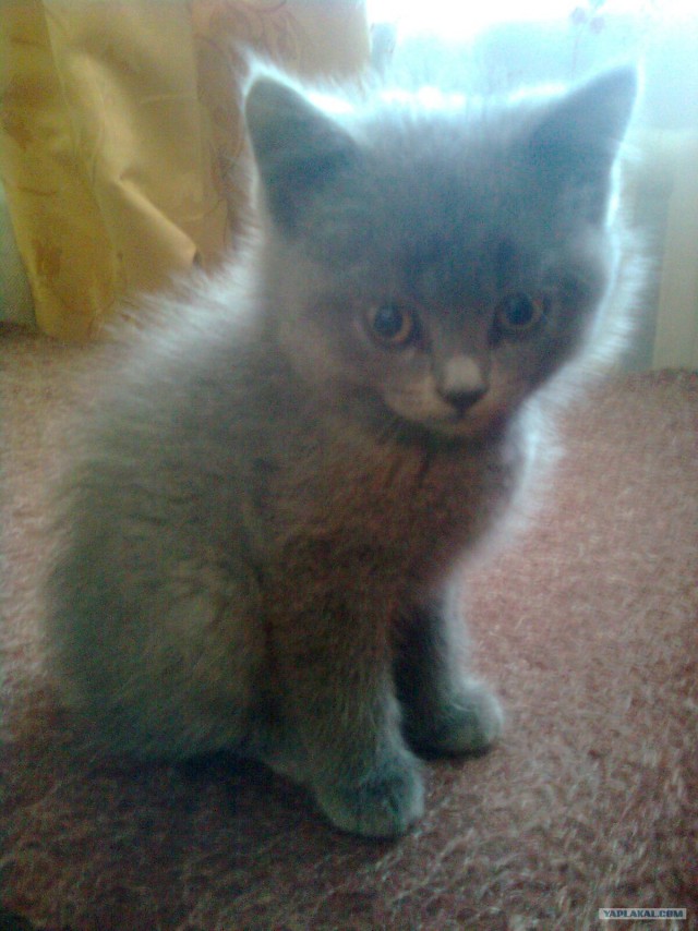 Котовторник 06.12.2011