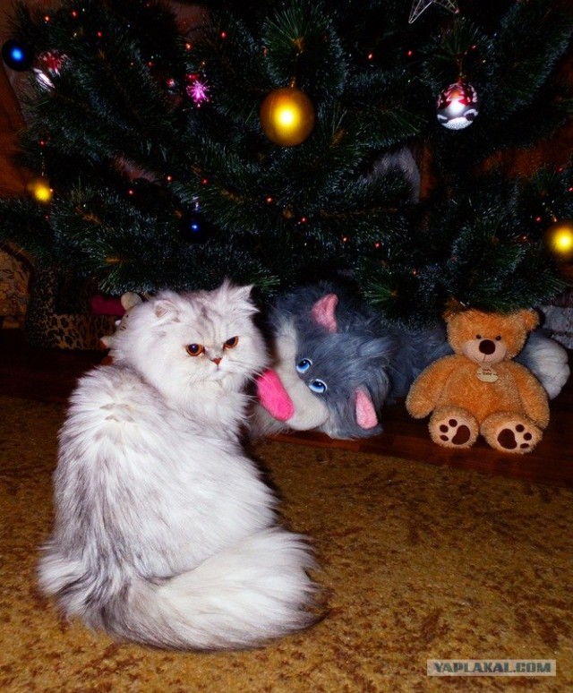Первый КОТОВТОРНИК 2012