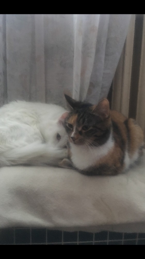 Странная кошачья логика, которую человеку никогда не постичь