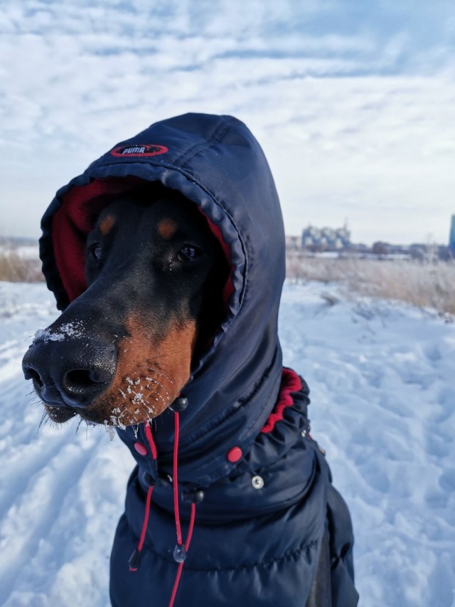 Живность из сети