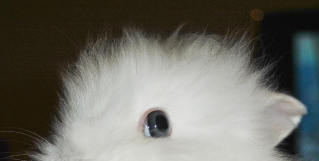 Что получится, если дать кролику вишню