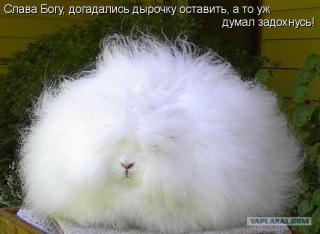 Мохнатая бабочка