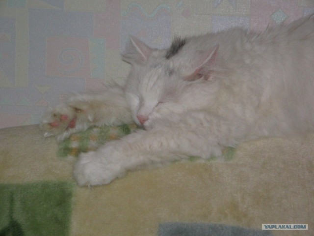 Новогодний Котовторник 01.01.2013