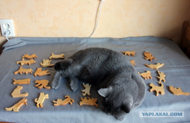 Моя котодженга