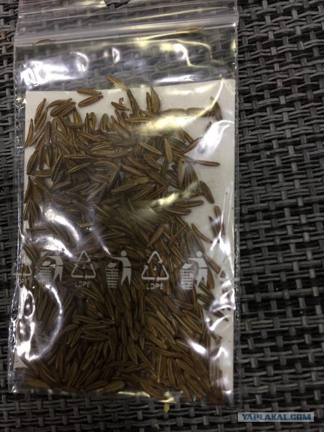 Сборная рисмяс