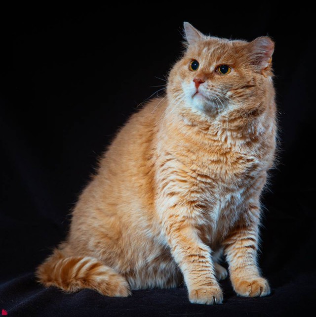 Забавные фото котеек