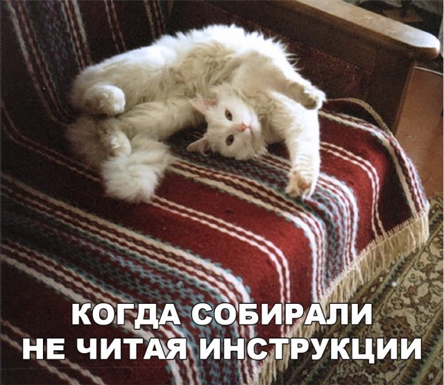 Забавные фото котеек