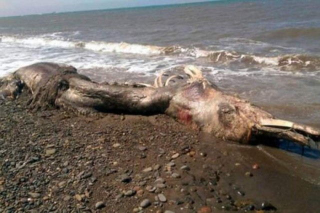 Попавшие на фото чудовища, которые поставили в тупик ученых