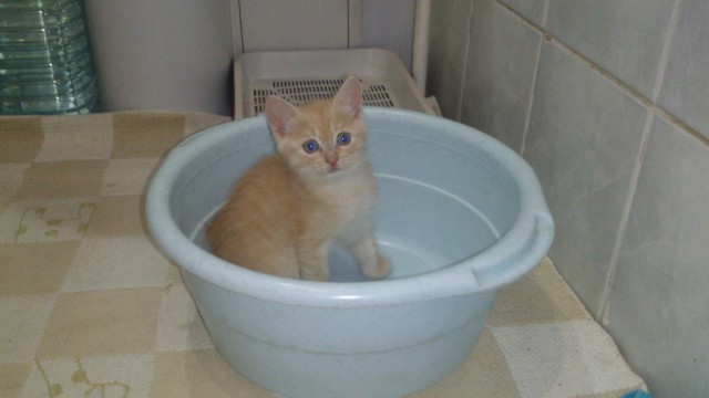 Забавные фото котеек