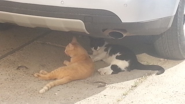 Котовторник!