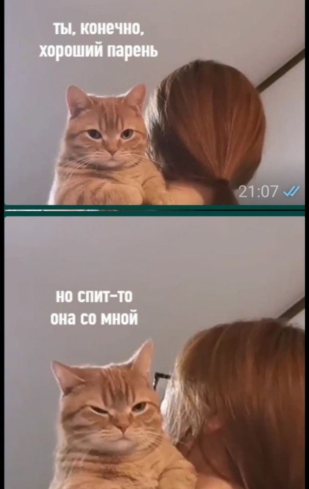 Девушки и котики