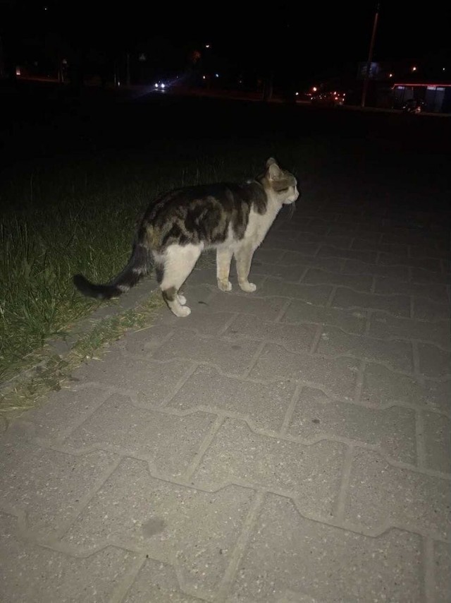 Подборка всякой живности