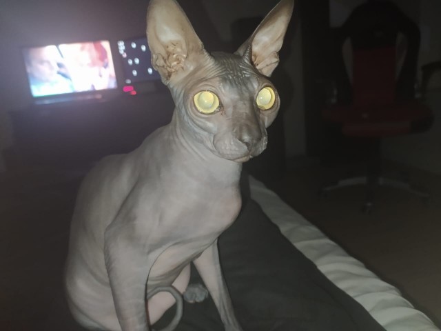 Хоба! Котовторник!