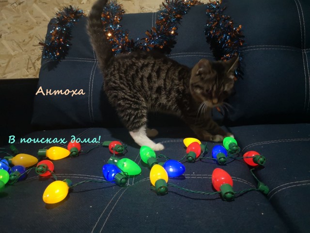 Жизнь домашнего приюта "Котоленд" 316