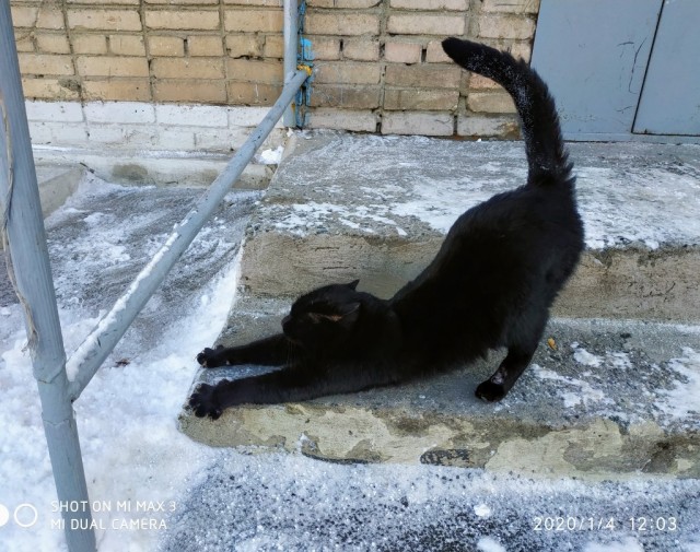 Котовторник 25.01.22