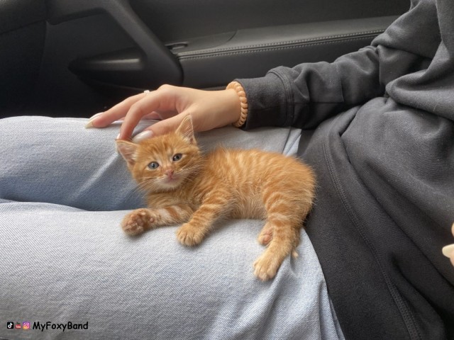 МИРУ - МИР ! Котикам - котовторник !