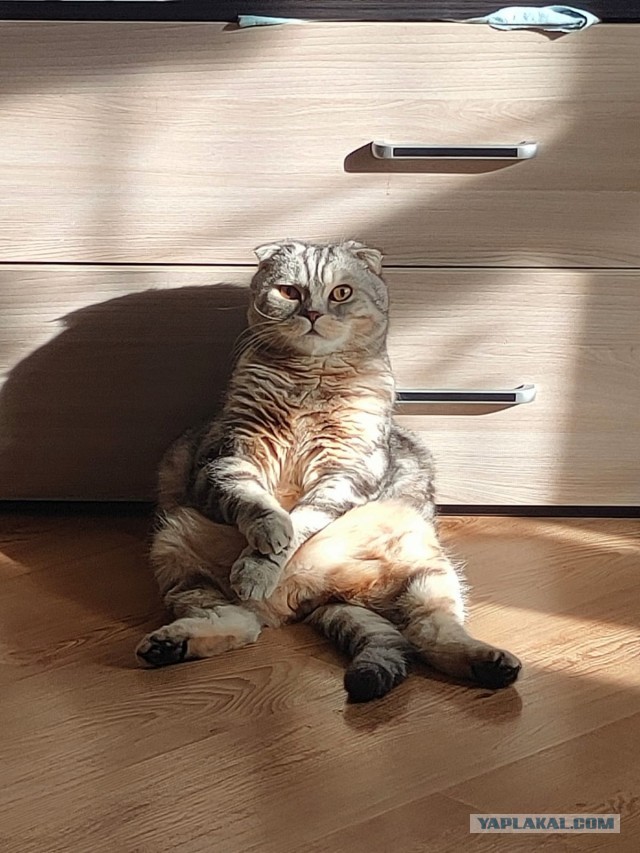 МИРУ - МИР ! Котикам - котовторник !