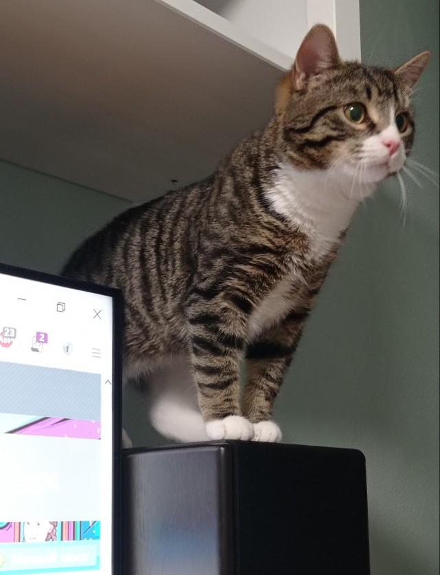 Котики не имеют национальности!!