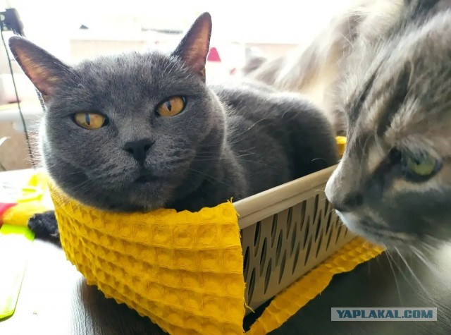 А что это мы котовторник не начинаем? Время пришло!
