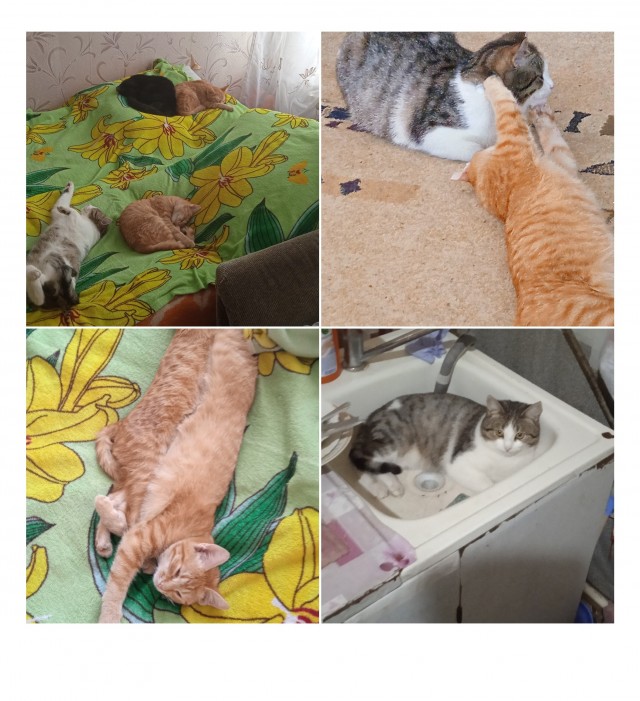 Котознатоки и котолюбители, созываю совет