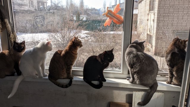 Кототелевизор