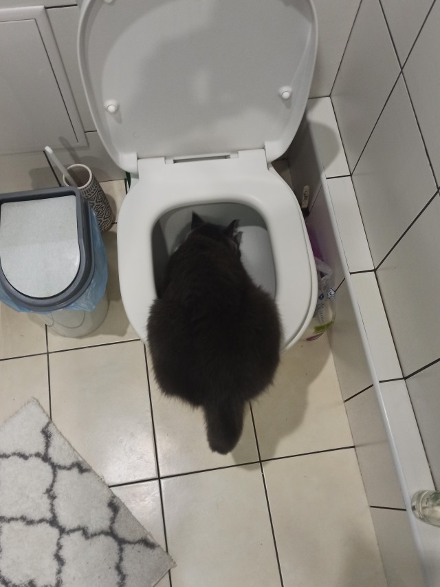 Котовторник