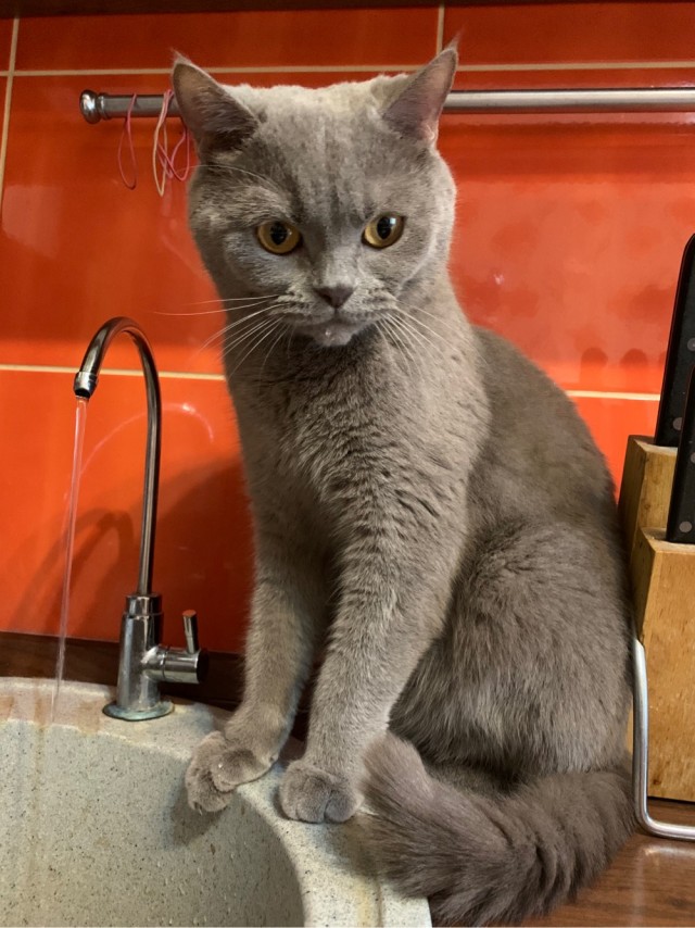 Котовторник