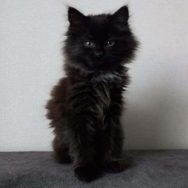 Начну котовторник чуть раньше!