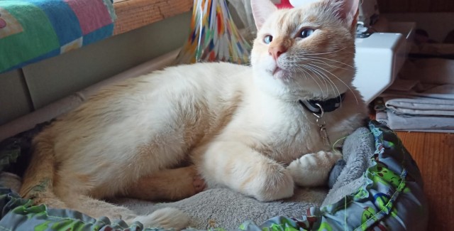 К нам пришел косоглазый кот