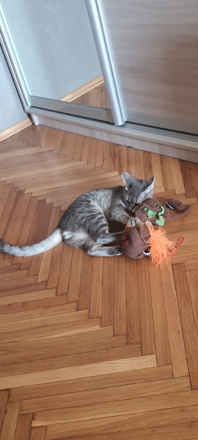 Котёнок тренируется бороться