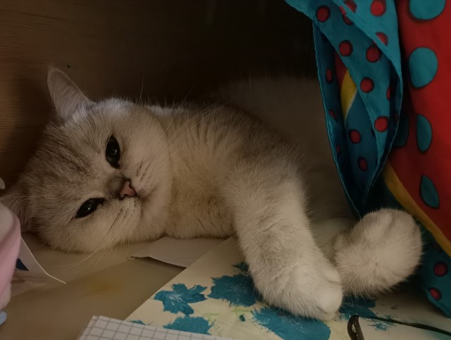 Котовторник 1.11.22