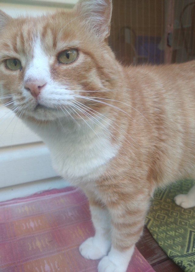 Соседский кот на даче постоянно приходит и наглеет , хотя там его кормят