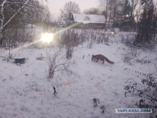 Жизнь домашнего приюта для котеек 473