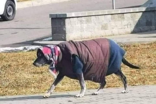 ФотоВинегрет