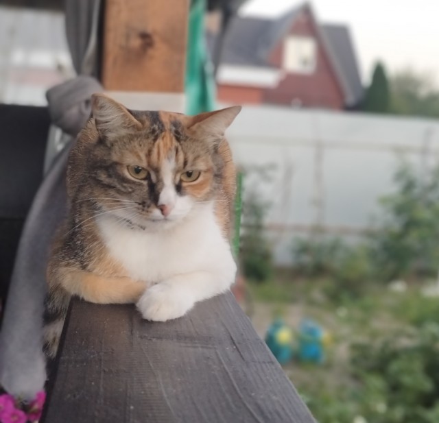 Котовтоник в картинках