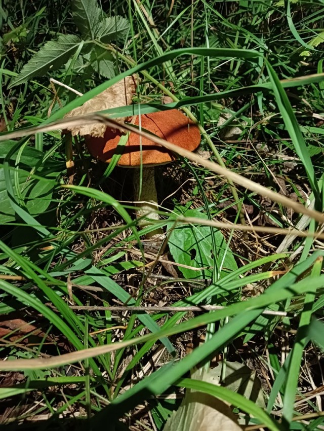 СлонотЯп-2. Начало