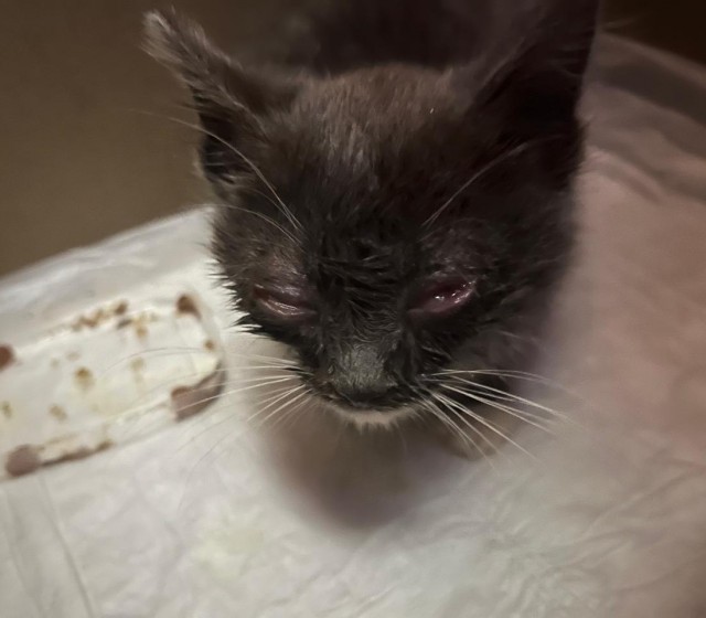 Как и обещал запилить пост - кот пошел на поправку