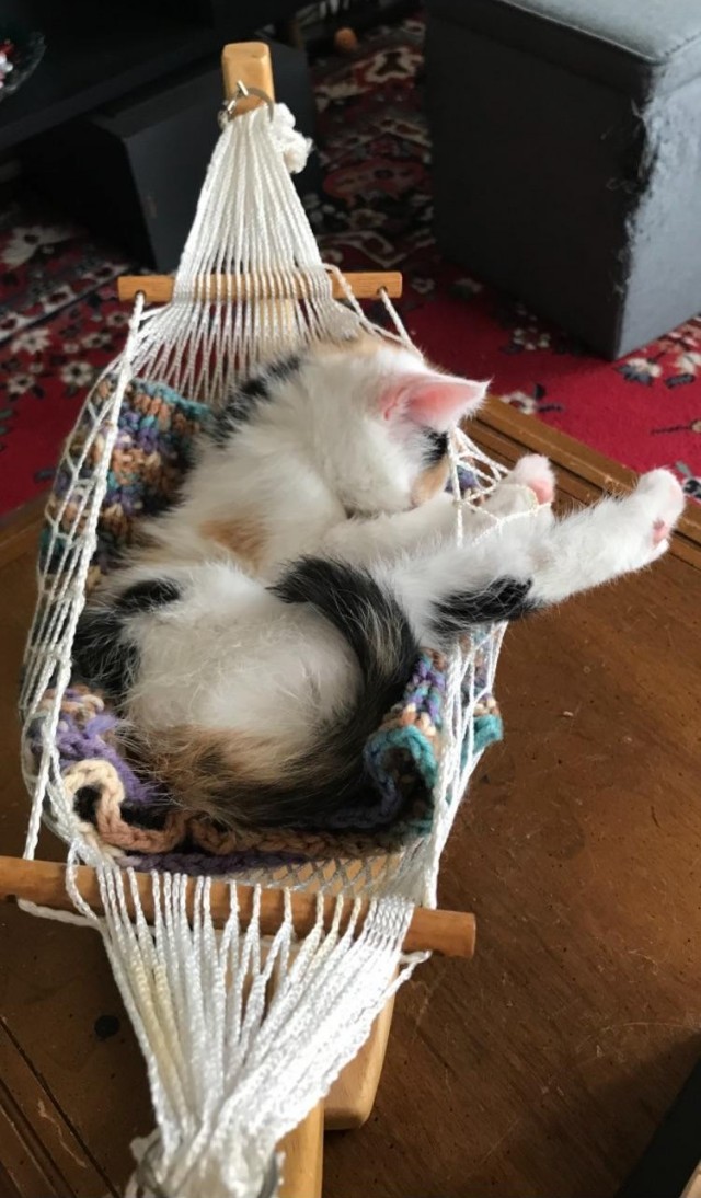 Милота в гамаке