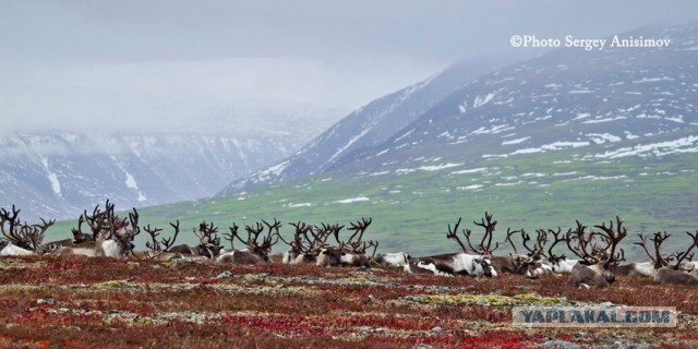 Красота! Лето на Ямале. Фото