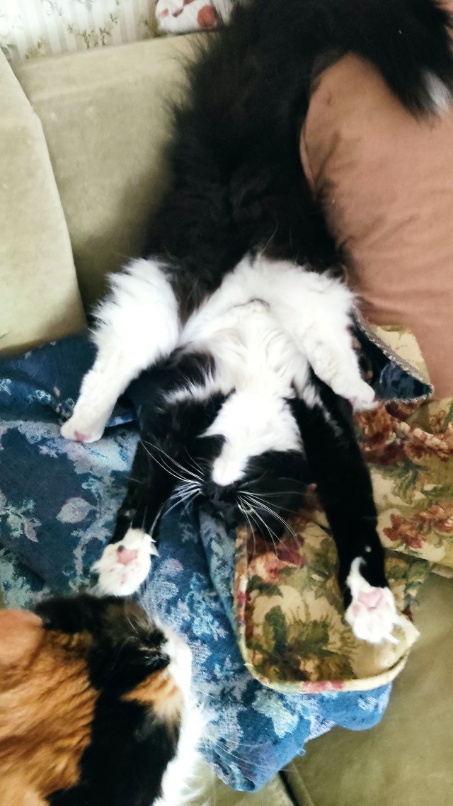 Котики