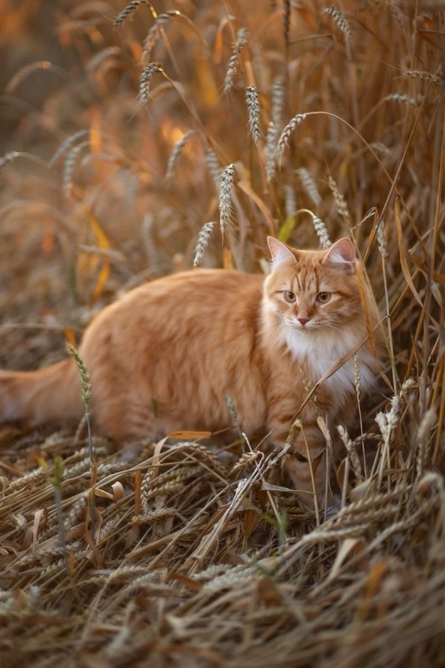 Осенний кот