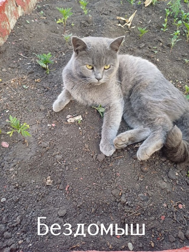 Жизнь домашнего приюта "Котоленд" 513