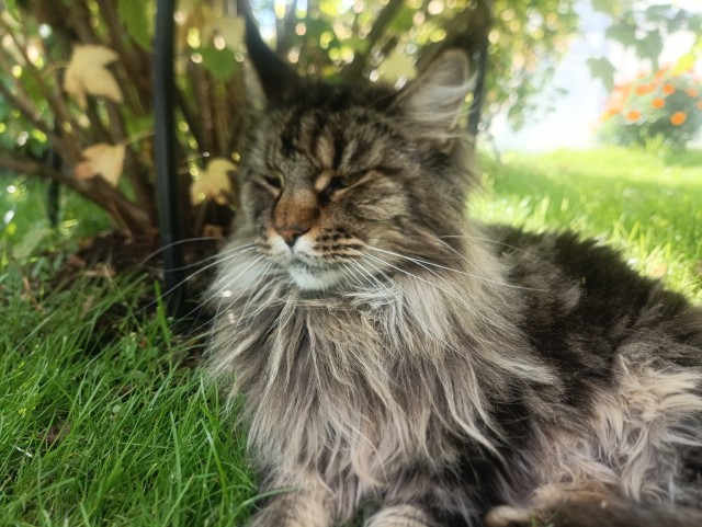 Путешествие городского кота в деревню