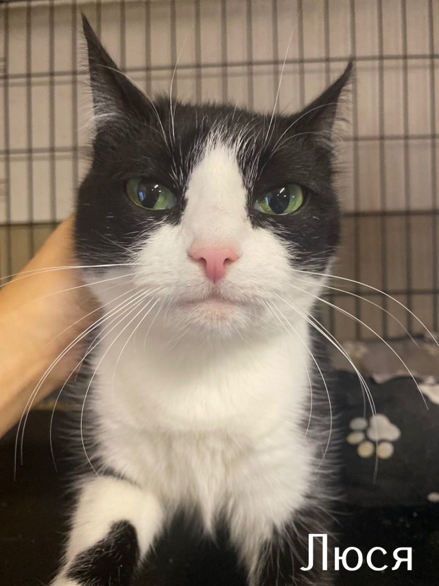 Жизнь домашнего приюта "Котоленд" 515