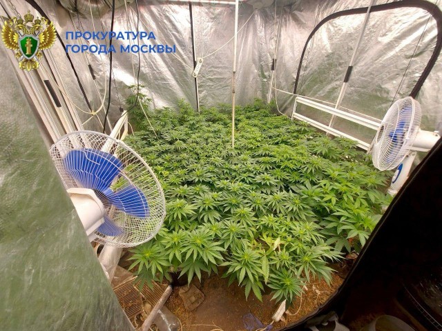 Во всем виноват капельный полив