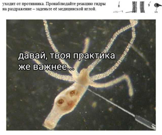 Картинки для деградации 82 (разной степени свежести)
